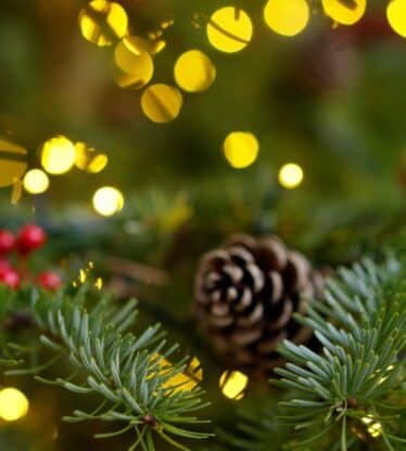 Pine cone2